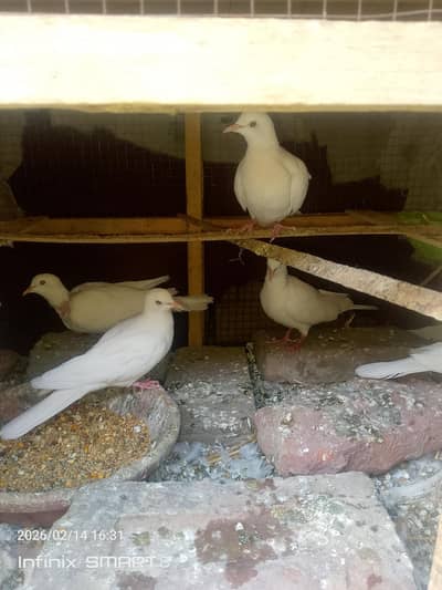 DOVE FOR SALE