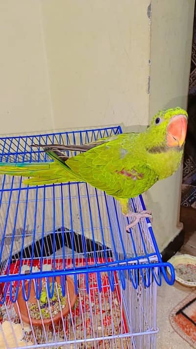 raw parrot for sale