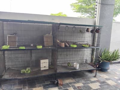 parrot s  in cage