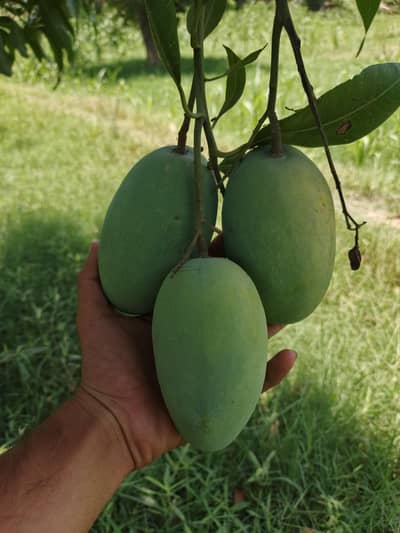chaunsa mango  available