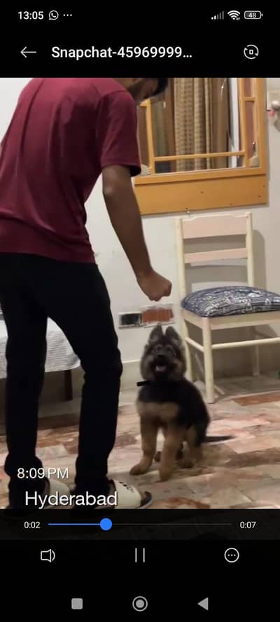 German shepherd puppy heavy bone structure