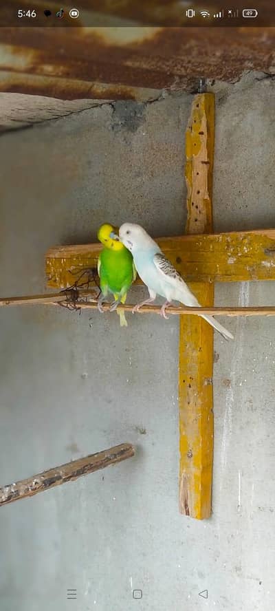 Australian Bajri pair love bird free