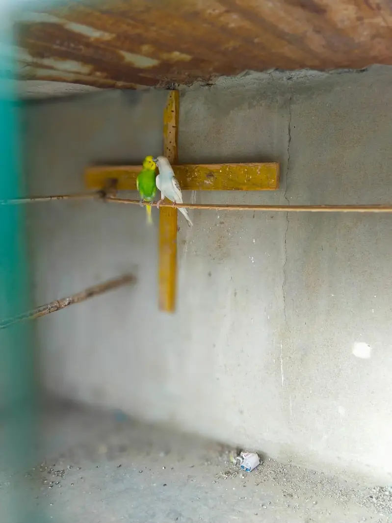 Australian Bajri pair love bird free — photo 2