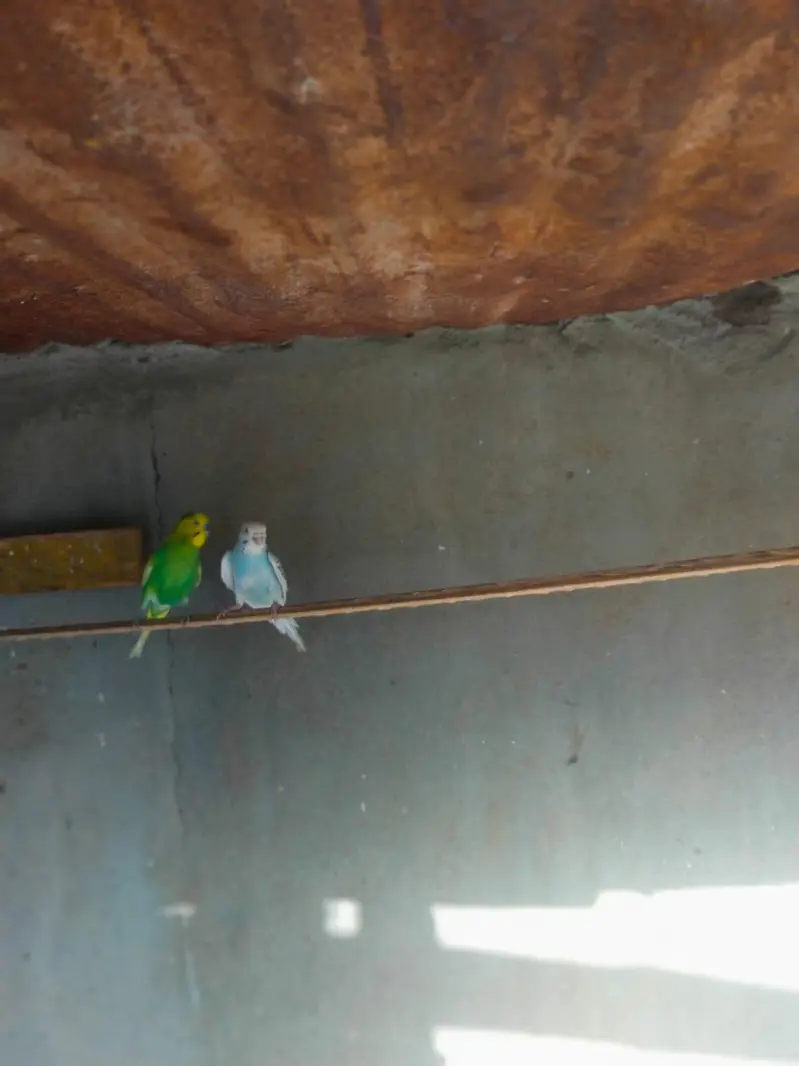 Australian Bajri pair love bird free — photo 3