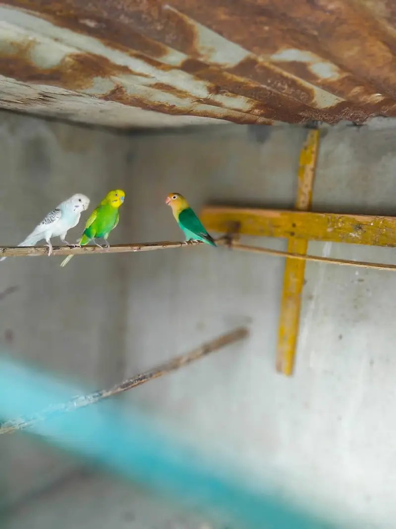 Australian Bajri pair love bird free — photo 4