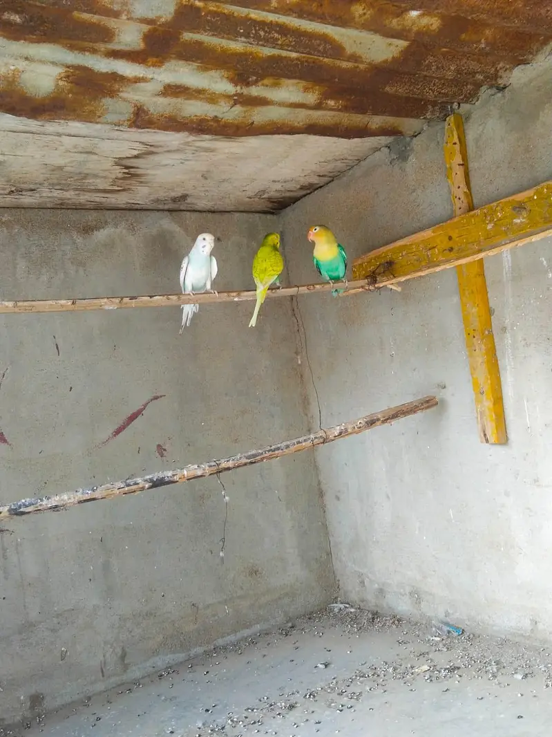 Australian Bajri pair love bird free — photo 5