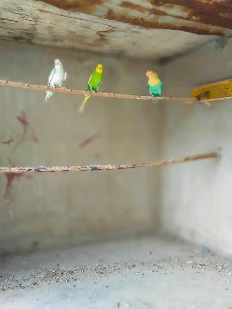 Australian Bajri pair love bird free — photo 6