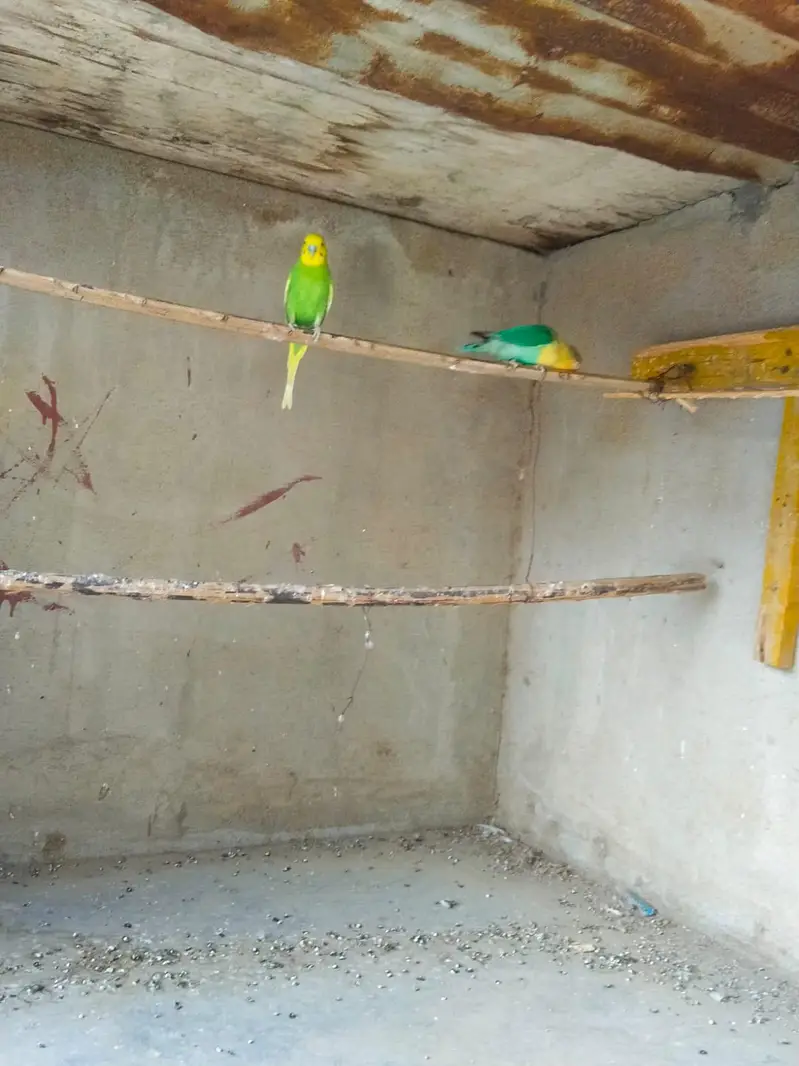 Australian Bajri pair love bird free — photo 7