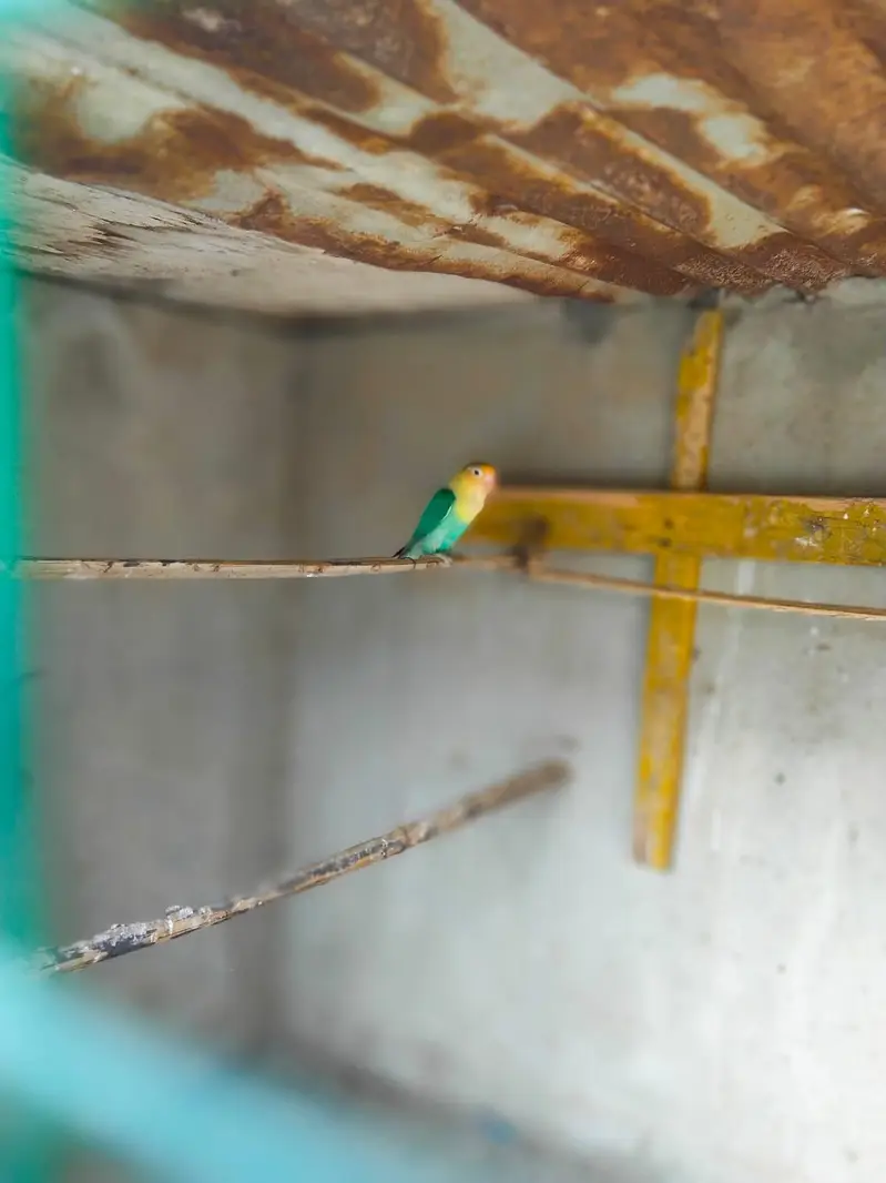 Australian Bajri pair love bird free — photo 8