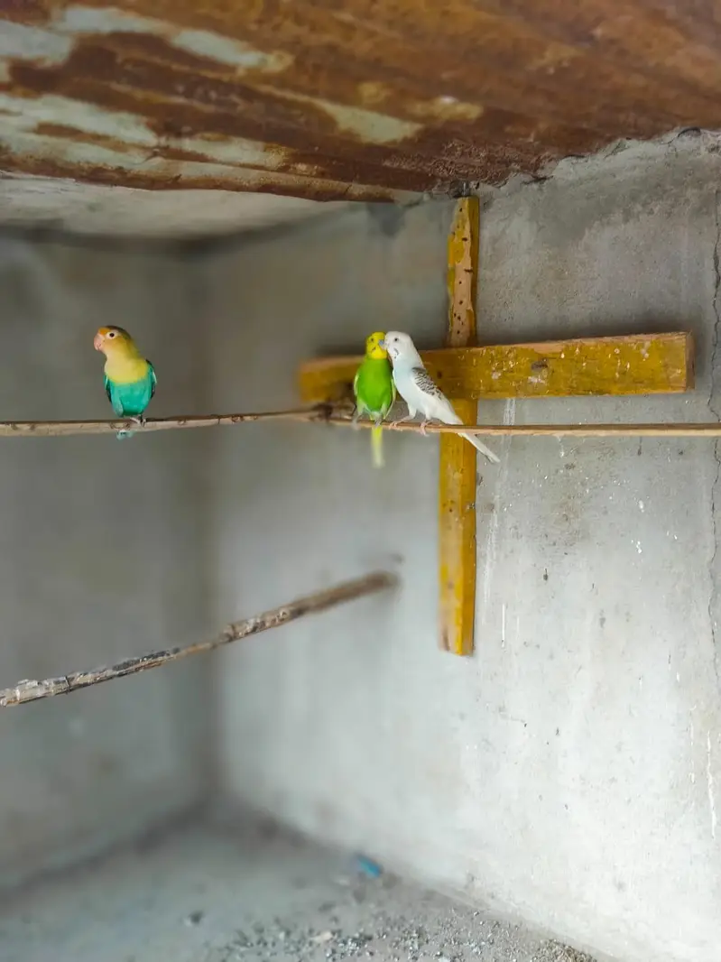 Australian Bajri pair love bird free — photo 9