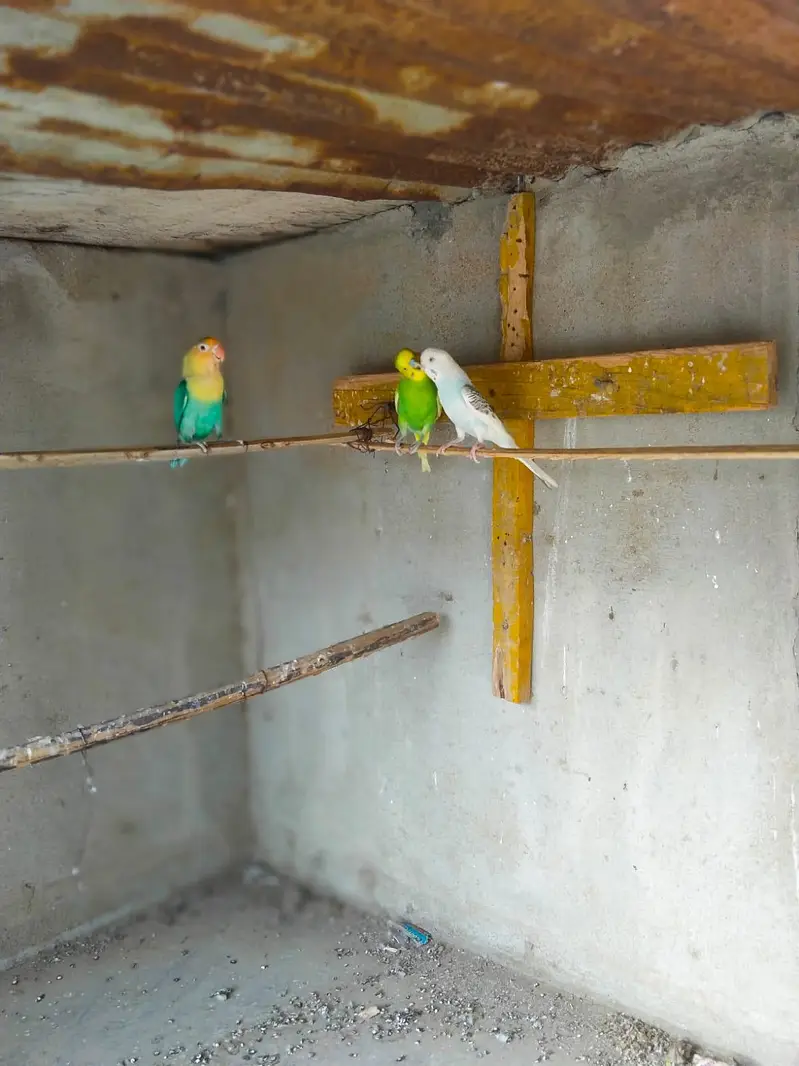Australian Bajri pair love bird free — photo 10