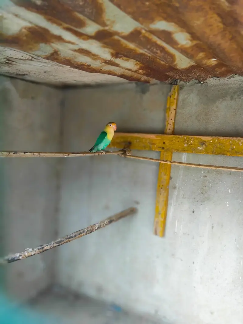 Australian Bajri pair love bird free — photo 11