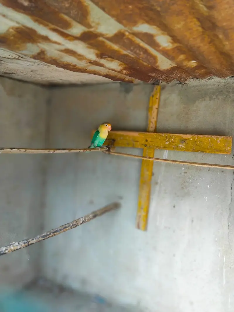 Australian Bajri pair love bird free — photo 12