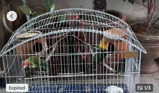 Lovebirds