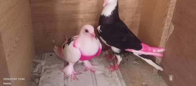 sherazi pegion pair urgent sale