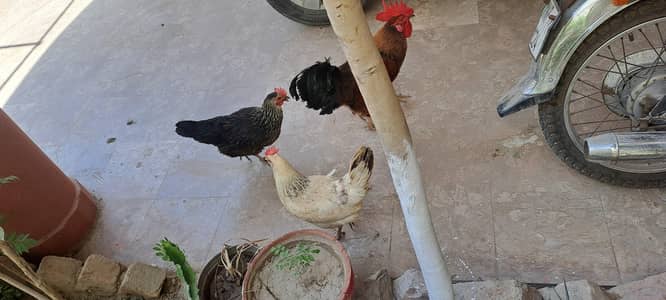 egg laying