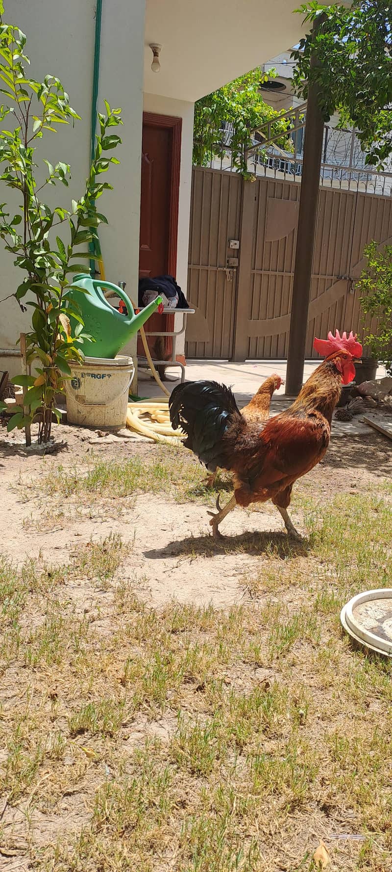 egg laying 1