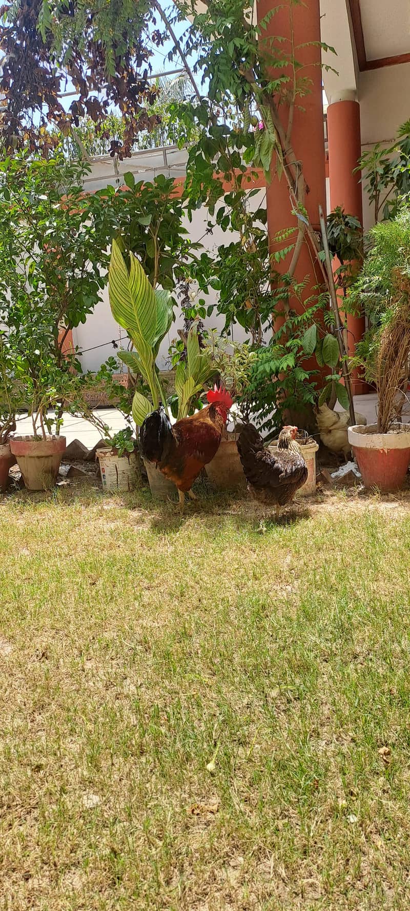 egg laying 2