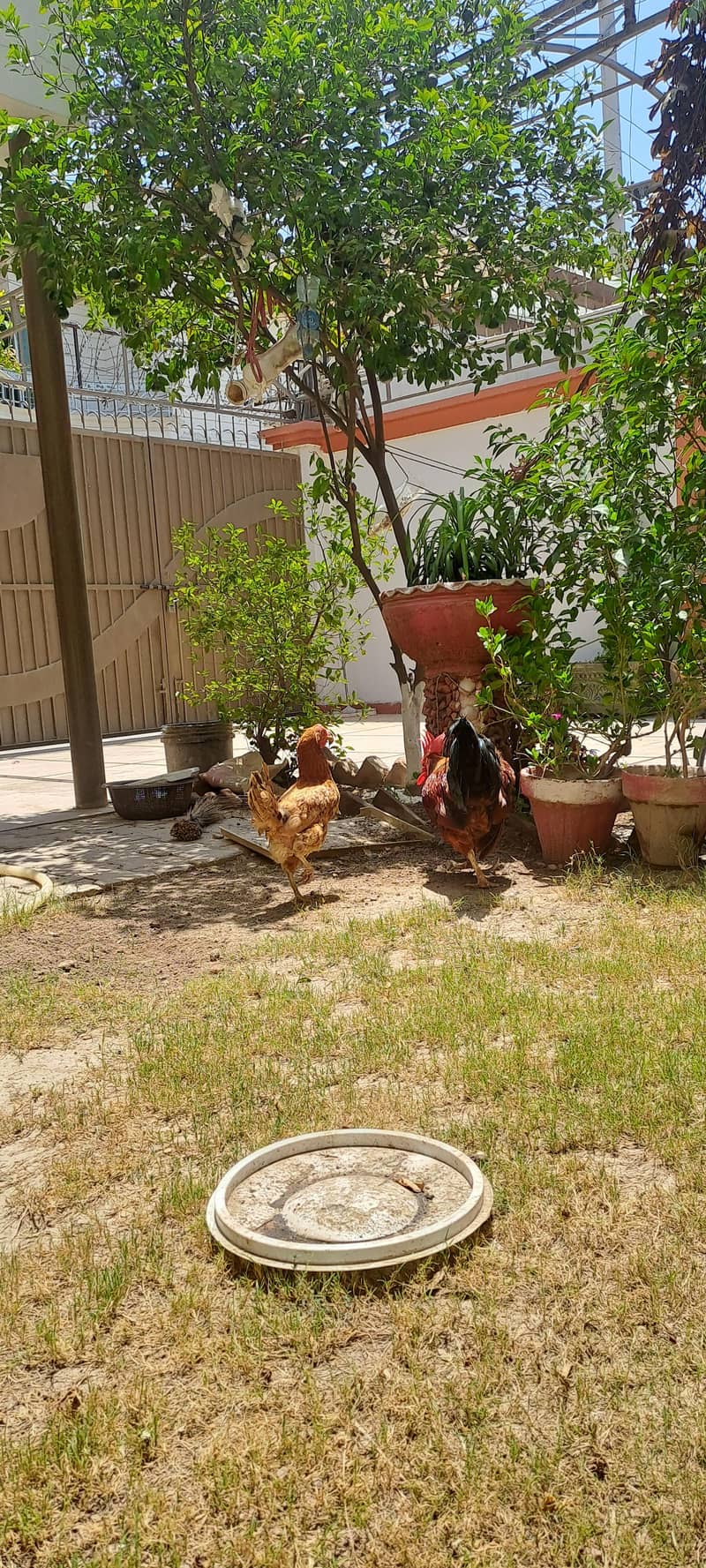 egg laying 3