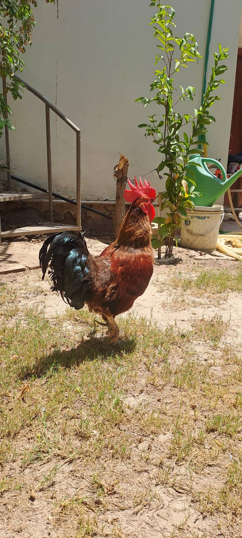 egg laying 5