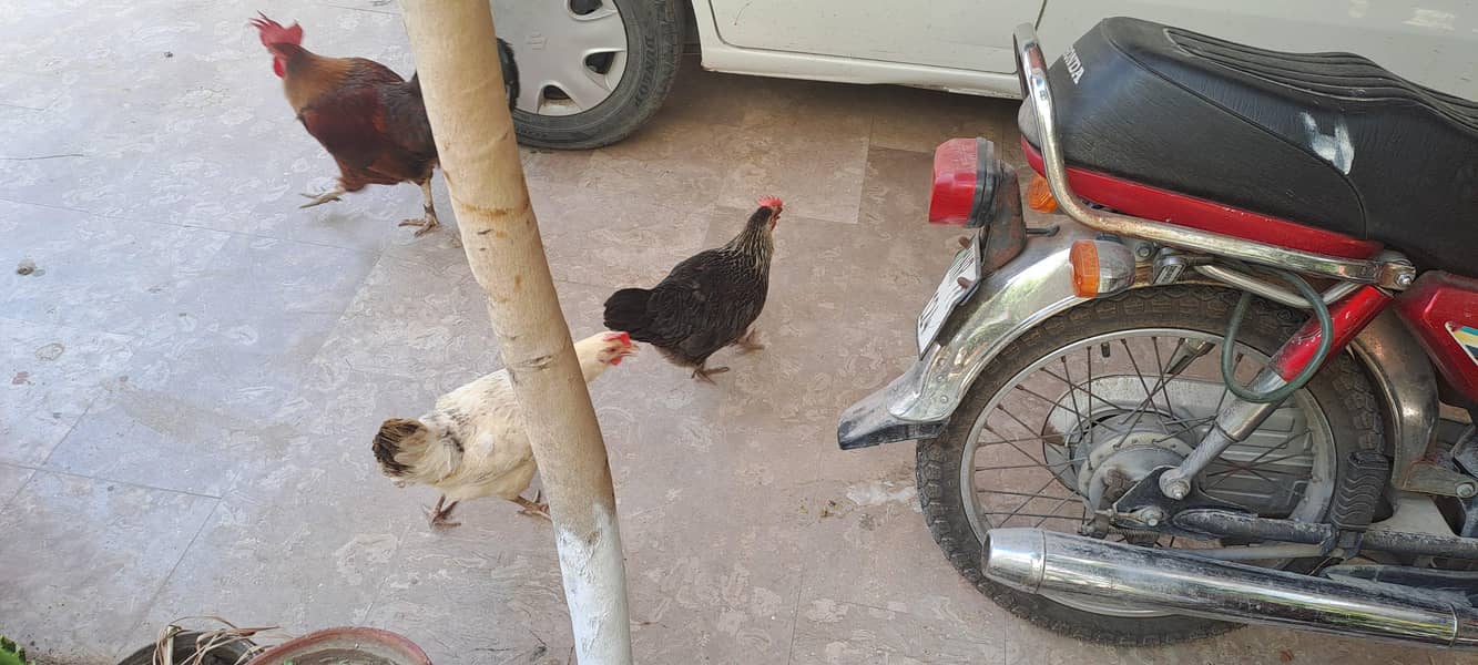 egg laying 6