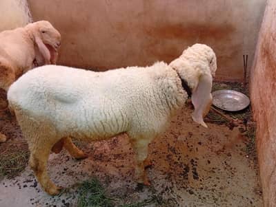 sheep 