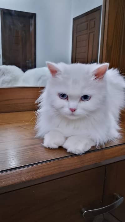 operated cat