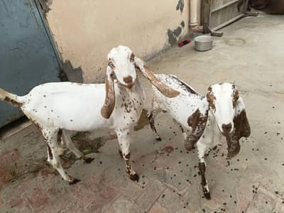 Bakri Or Sath ma 2 Bakrya Hain