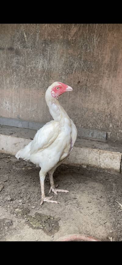 Heera Female | Paper White | Quality | Aseel Madi
