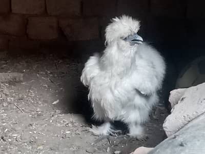 Silki hens for Sale