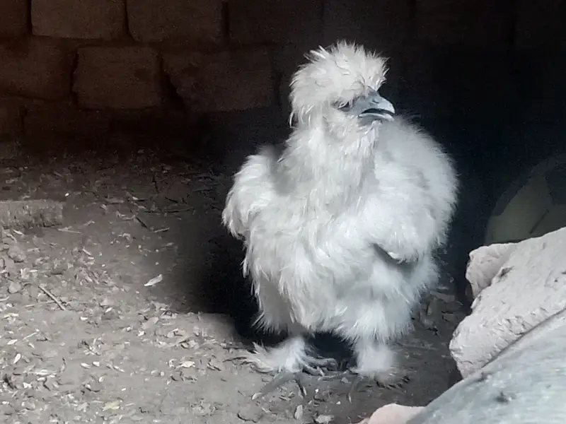 Silki hens for Sale