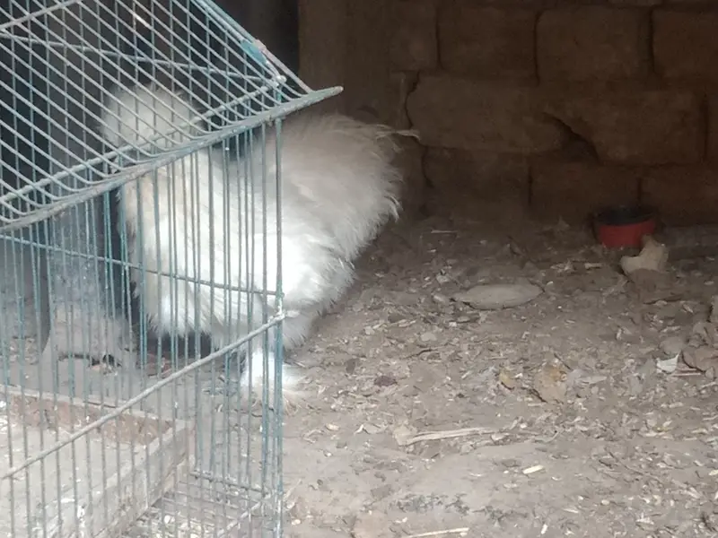Silki hens for Sale — photo 2