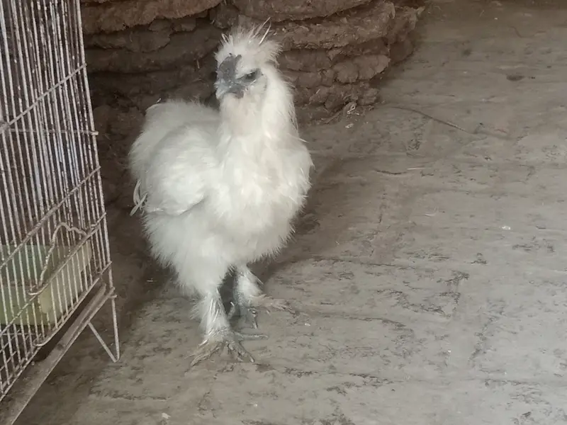Silki hens for Sale — photo 3