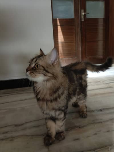 Persian Cat Triple Coat