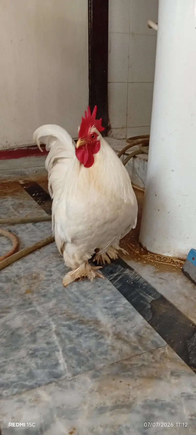 Rare breeder bantum top quality 1 male 3 female #03332440678