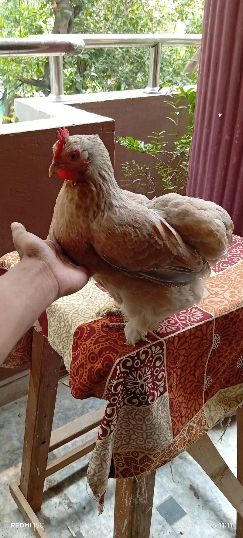 Rare breeder bantum top quality 1 male 3 female #03332440678 — photo 2
