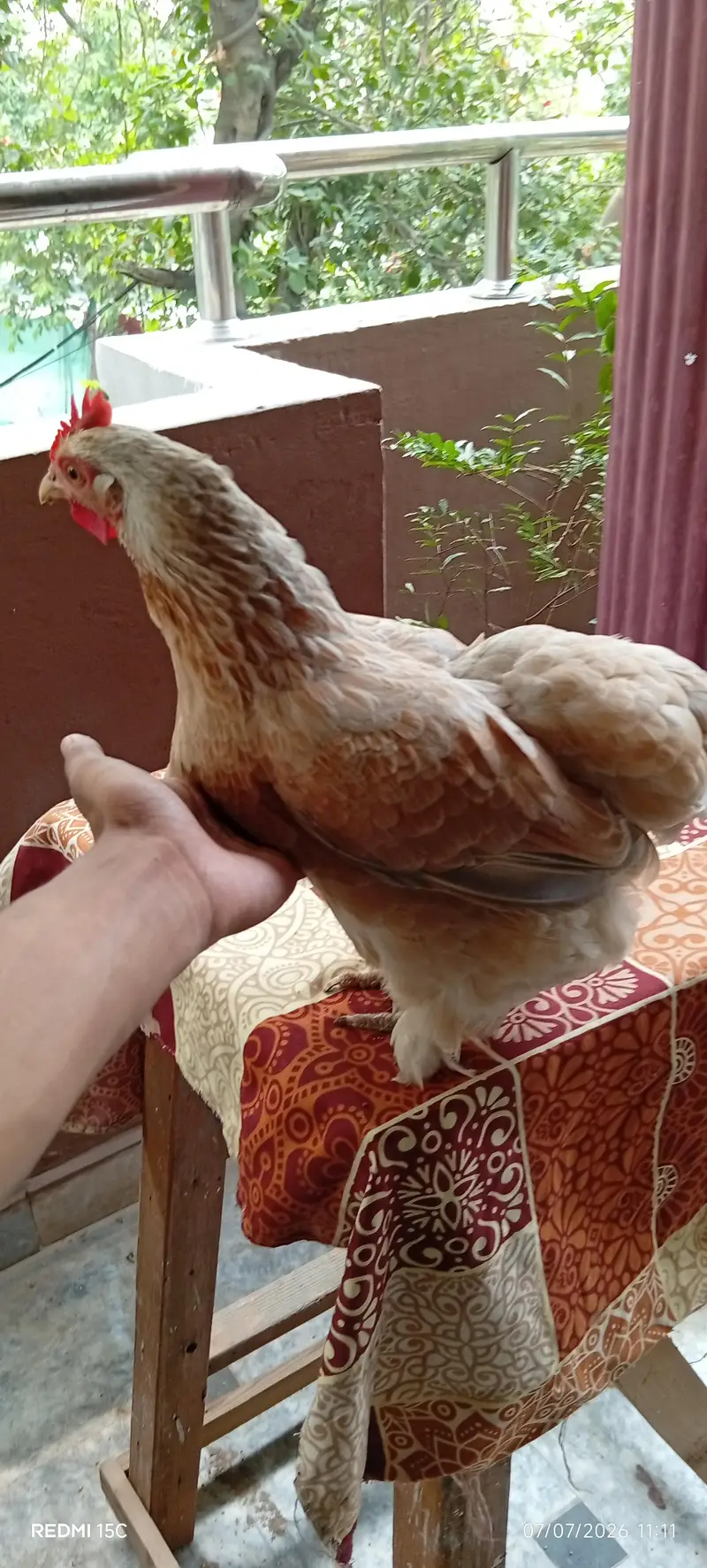 Rare breeder bantum top quality 1 male 3 female #03332440678 — photo 3
