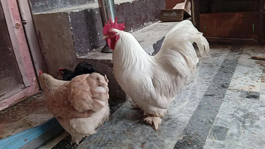 Rare breeder bantum top quality 1 male 3 female #03332440678 — photo 10