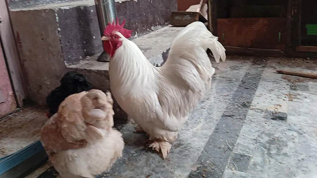Rare breeder bantum top quality 1 male 3 female #03332440678 — photo 11