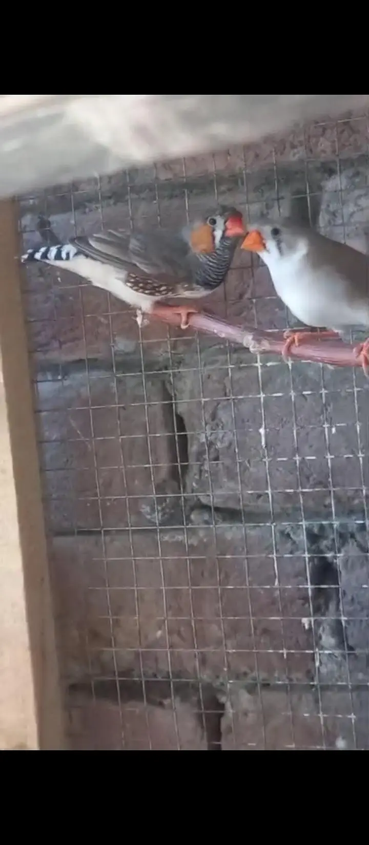 Crusted Zebra Finch Breeder pair for sale