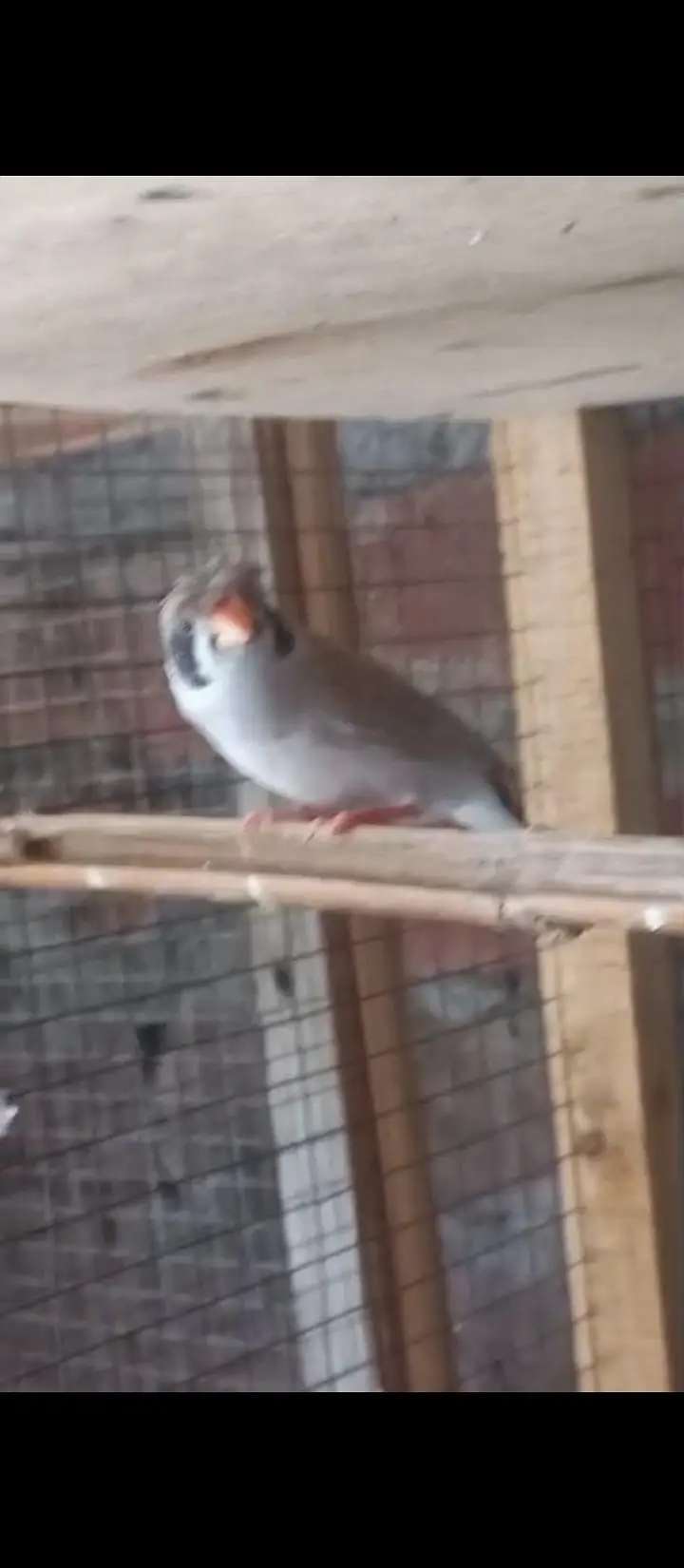 Crusted Zebra Finch Breeder pair for sale — photo 2