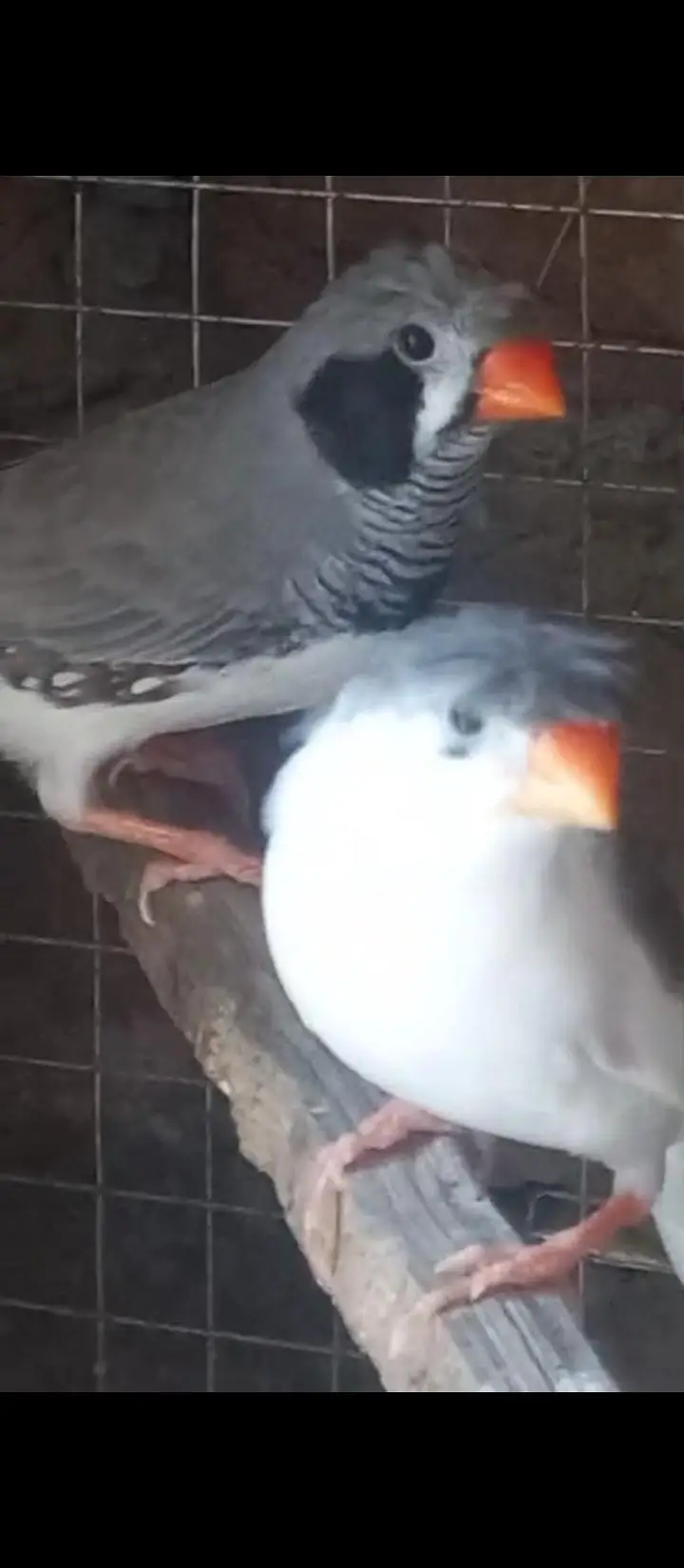 Crusted Zebra Finch Breeder pair for sale — photo 3