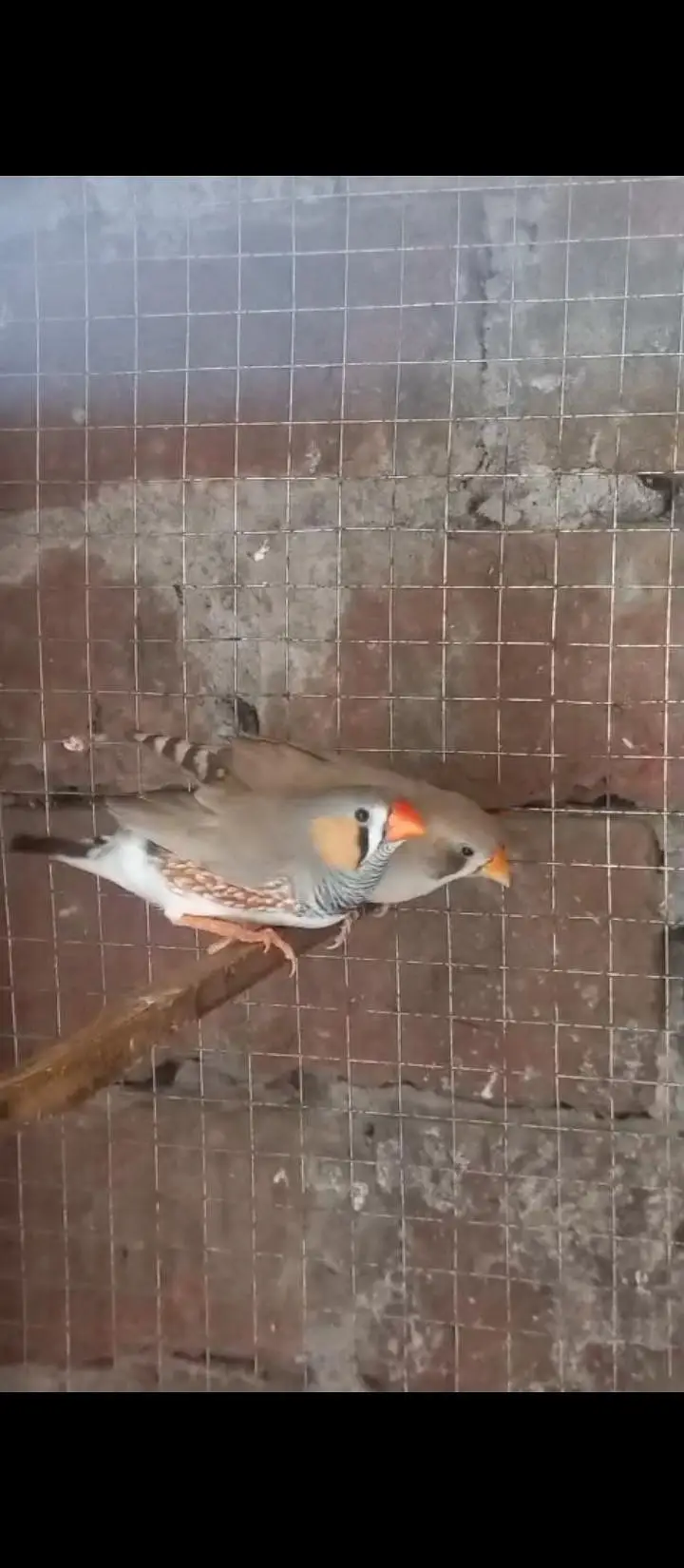 Crusted Zebra Finch Breeder pair for sale — photo 4