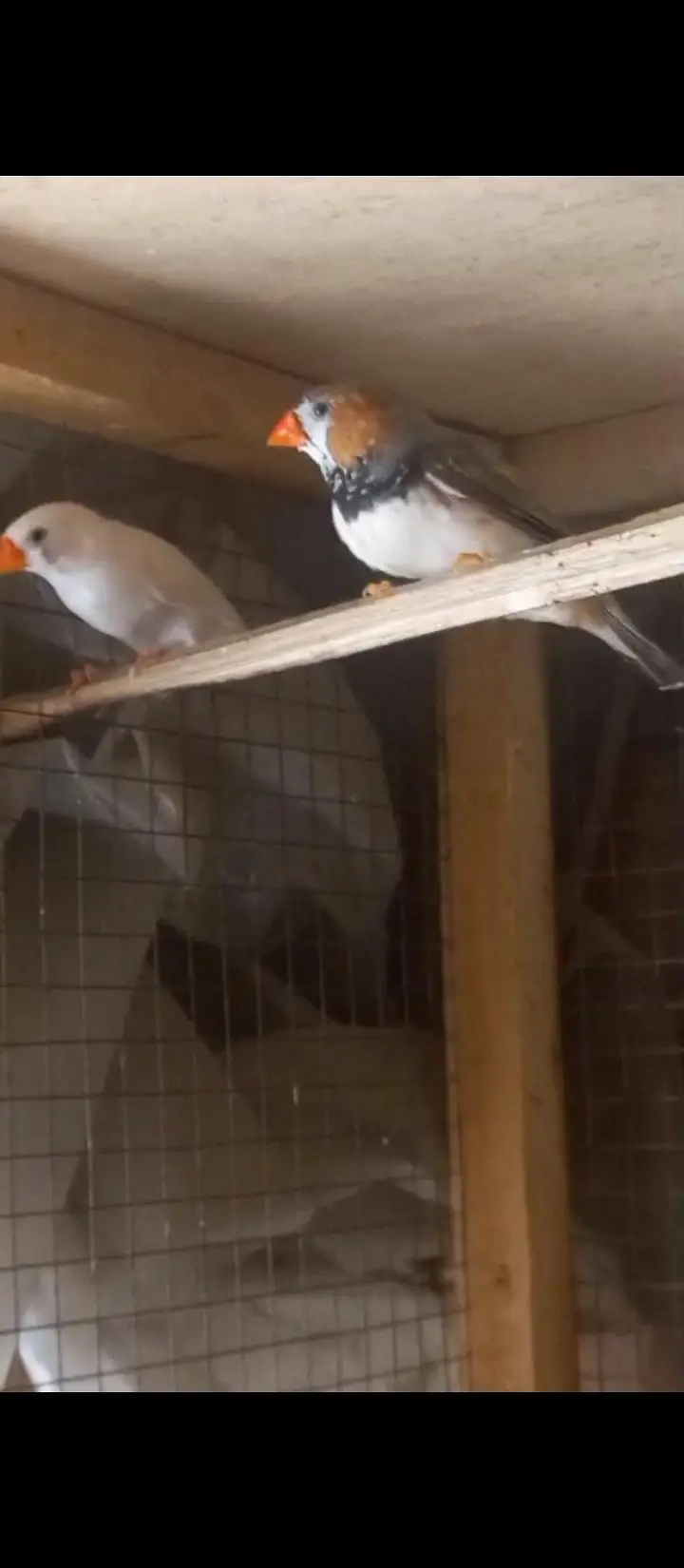 Crusted Zebra Finch Breeder pair for sale — photo 6