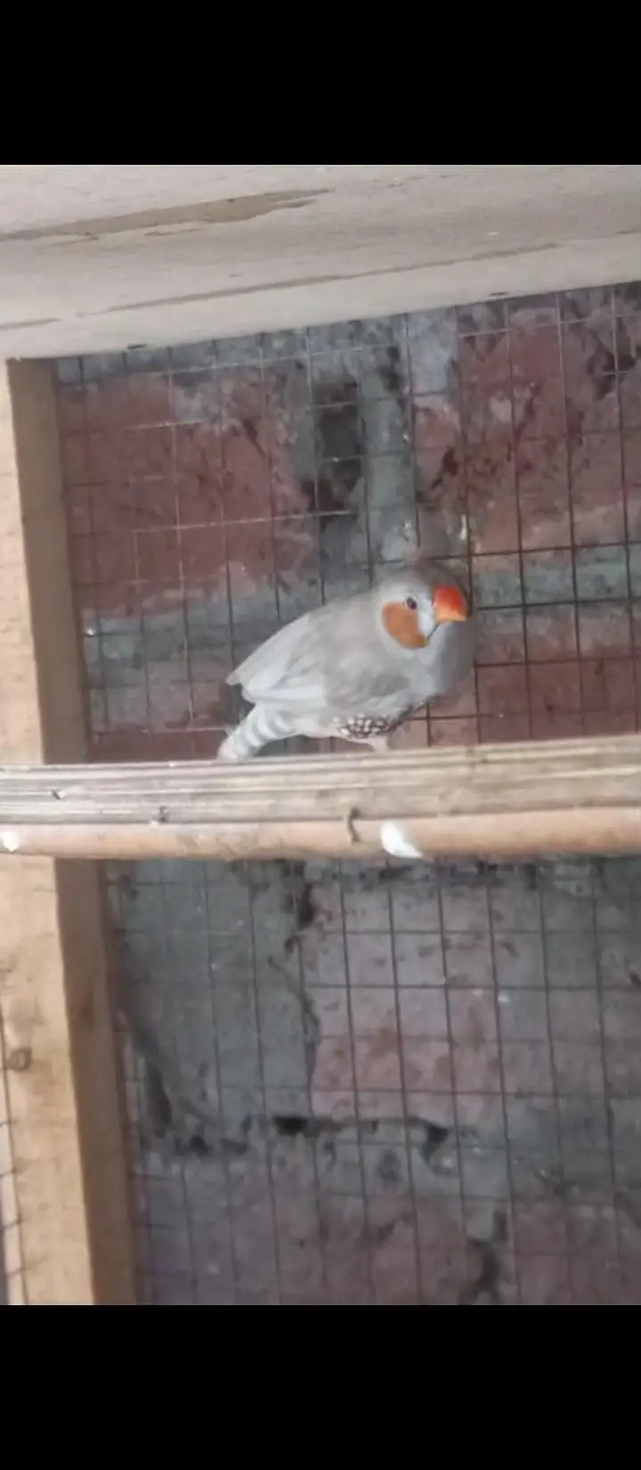 Crusted Zebra Finch Breeder pair for sale — photo 7