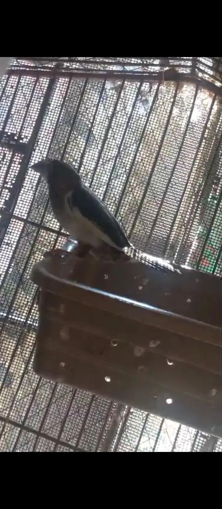 Crusted Zebra Finch Breeder pair for sale — photo 8