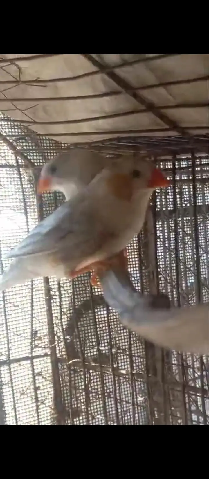 Crusted Zebra Finch Breeder pair for sale — photo 9