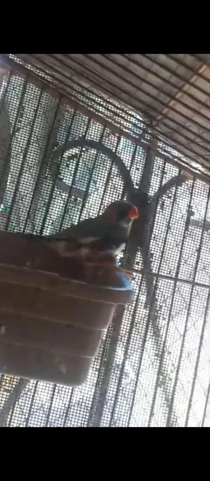 Crusted Zebra Finch Breeder pair for sale — photo 10