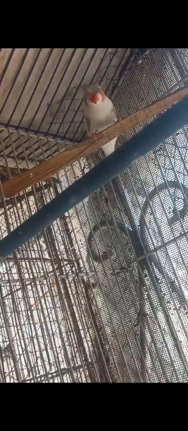 Crusted Zebra Finch Breeder pair for sale — photo 11