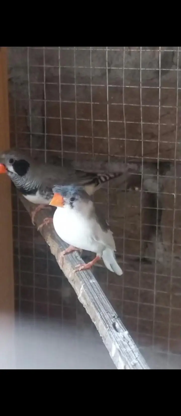 Crusted Zebra Finch Breeder pair for sale — photo 12